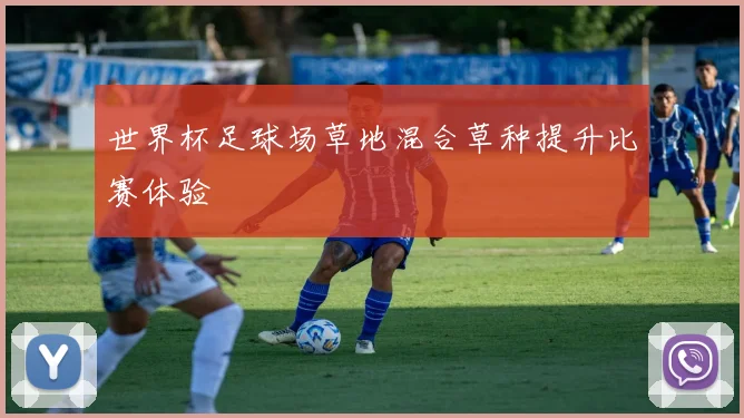 世界杯足球场草地混合草种提升比赛体验