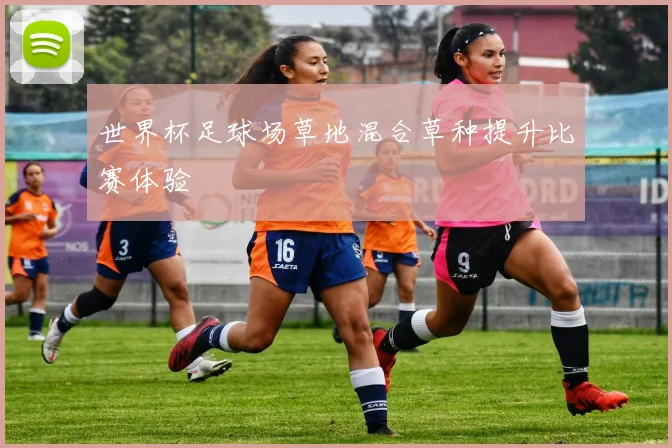世界杯足球场草地混合草种提升比赛体验